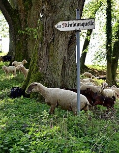 Schafe an der St. Nikolausquelle