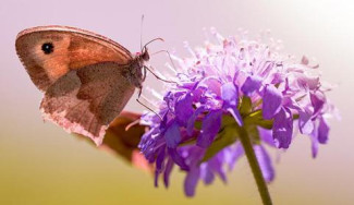 Ein Schmetterling auf einer Blüte