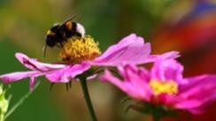 Blumen mit Biene