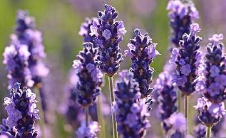 Thymian in der Blüte