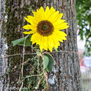 Herrliches Wetter empfing die Gottesdienstteilnehmer, der Pfarrhof war wunderschön mit Sonnenblumen geschmückt, der Kirchenchor sang nach langer Zeit zum ersten Mal wieder im Gottesdienst und auch der Posaunenchor war mit von der Partie - ein richtiger Festgottesdienst also, auch wenn es in diesem Jahr pandemiebedingt kein Festzelt und keine Bewirtung gab.